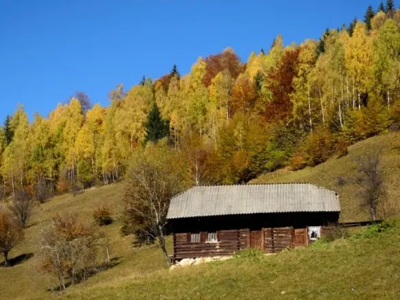 Photo Cabin, Forest