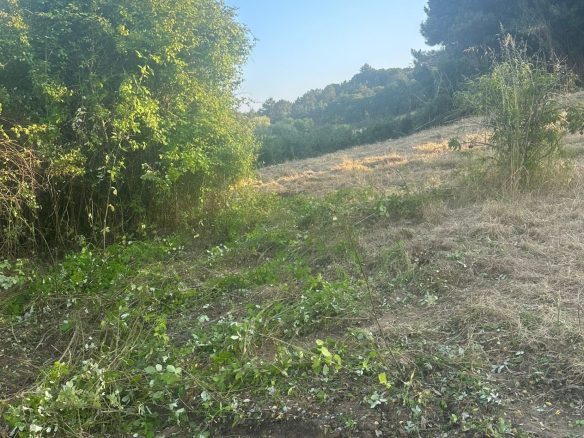 Prime Developable Land In A Sought-after Location