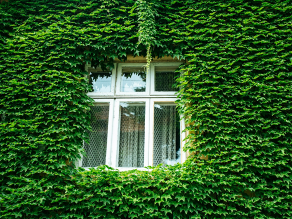 closed window and wall covered with green leaves