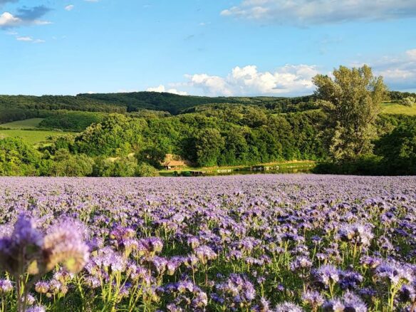 Discover Your Ideal Home In A Secure, Scenic Setting