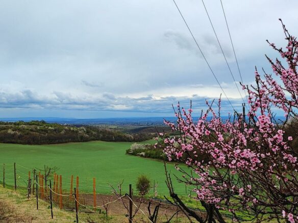 Discover Your Ideal Home In A Secure, Scenic Setting