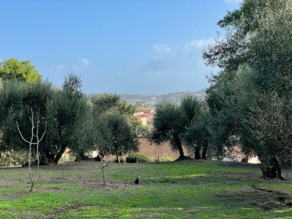 Land In Corfu, Greece