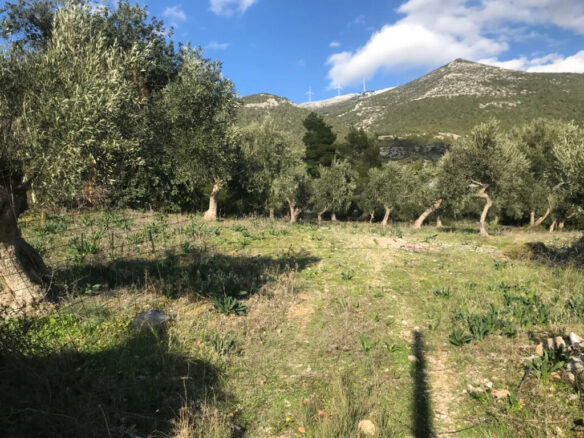 Land In Vilia, Greece