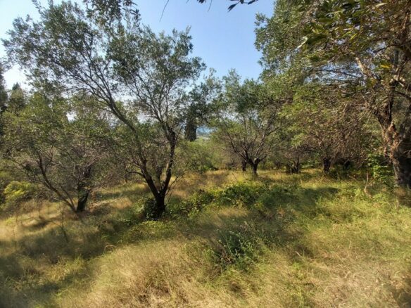 Land In Corfu, Greece
