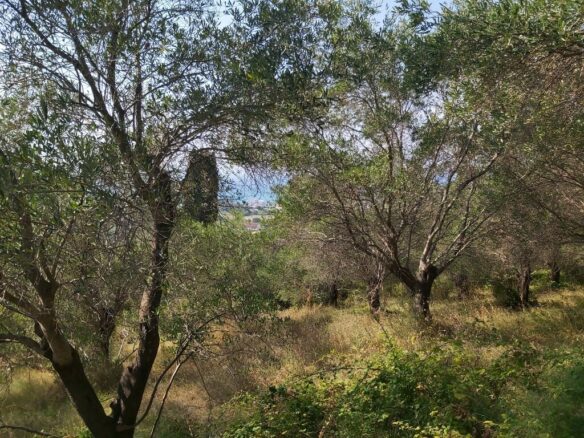 Land In Corfu, Greece