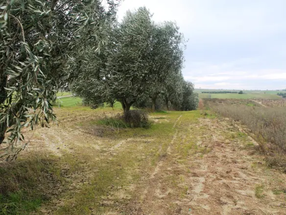 Land In Thermaikos, Greece