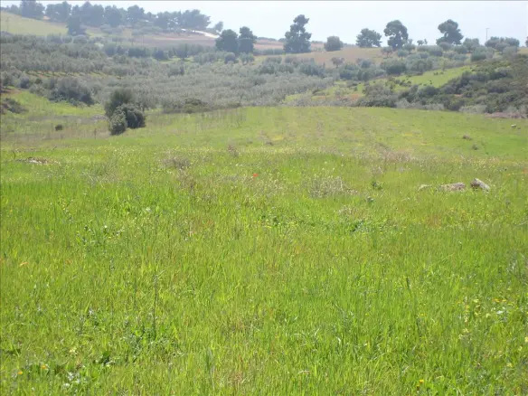 Land In Poligiros, Greece