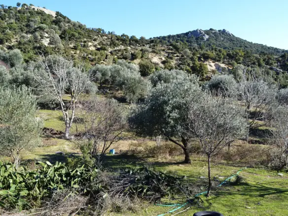 Land In Eleitheres, Greece