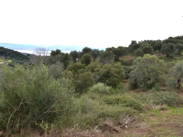 Land In Corfu, Greece