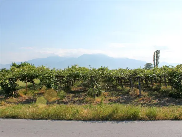 Land In Katerini, Greece