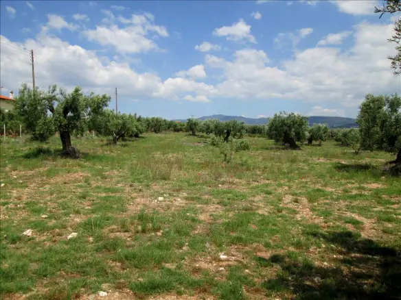Land In Poligiros, Greece (5.338 M²)