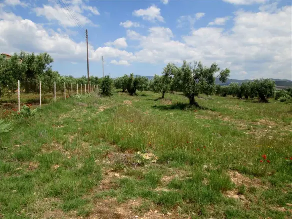 Land In Poligiros, Greece (5.338 M²)
