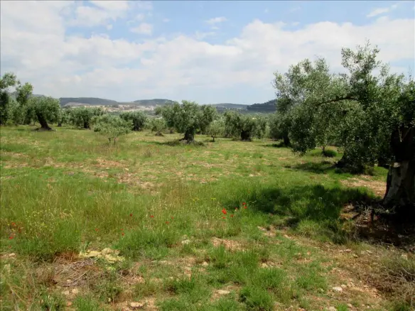 Land In Poligiros, Greece (5.338 M²)