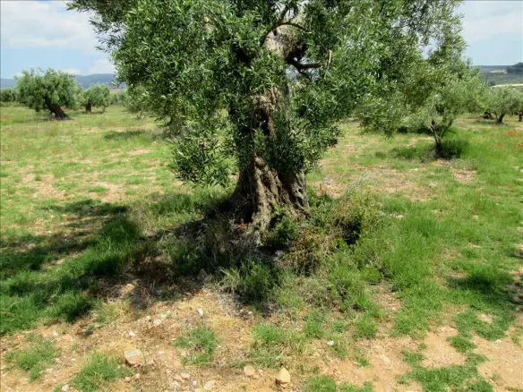 Land In Poligiros, Greece (5.338 M²)