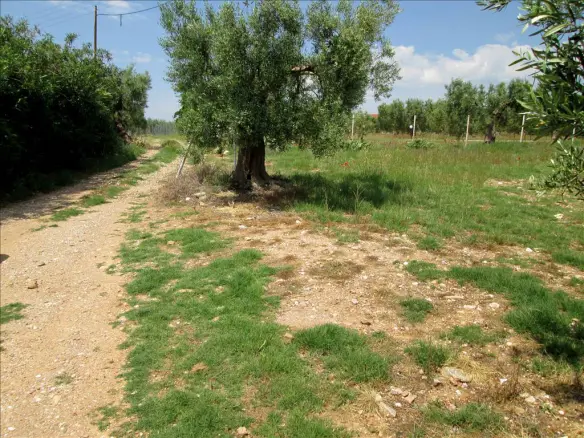 Land In Poligiros, Greece (5.338 M²)