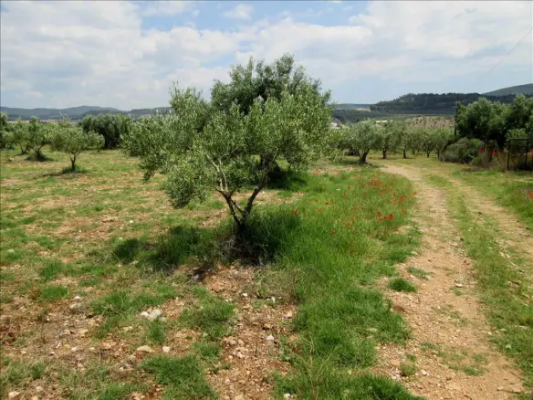 Land In Poligiros, Greece (5.338 M²)