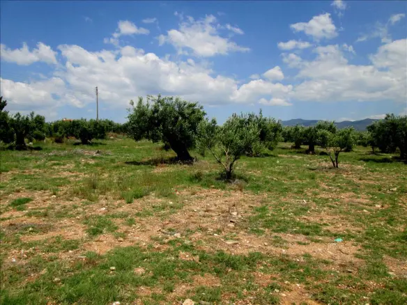 Land In Poligiros, Greece (5.338 M²)