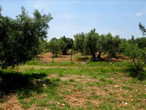 Land In Poligiros, Greece (5.338 M²)