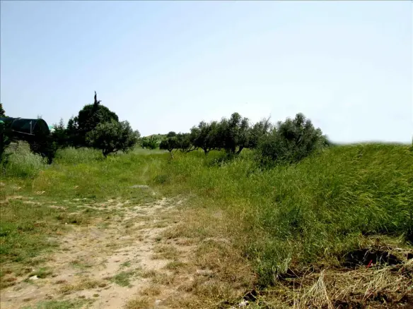 Land In Sithonia, Greece