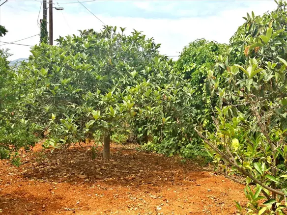 Land In Koropi, Greece