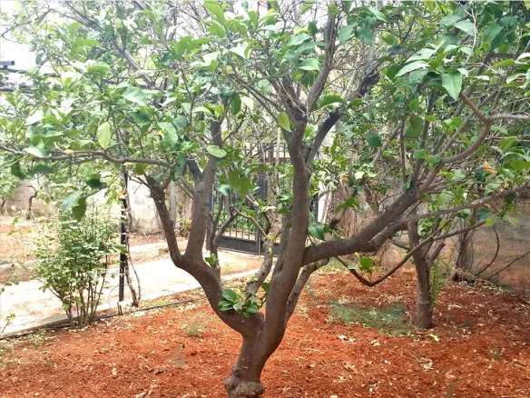 Land In Koropi, Greece