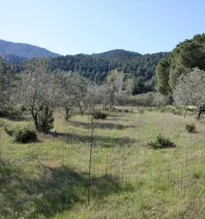 Land In Sithonia, Greece