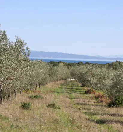Land In Sithonia, Greece