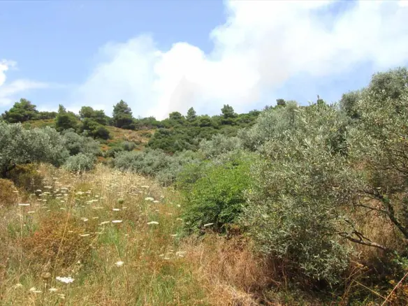 Land In Aristotle, Greece