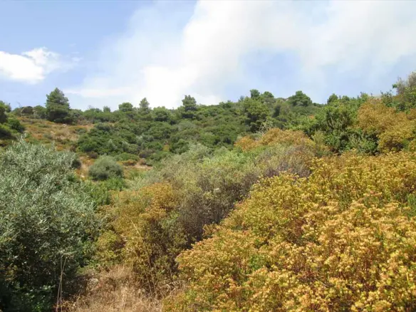 Land In Aristotle, Greece