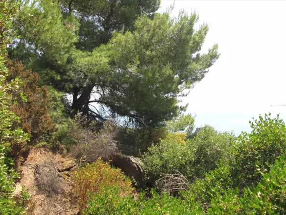 Land In Aristotle, Greece