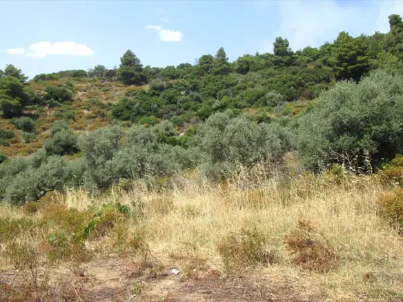 Land In Aristotle, Greece