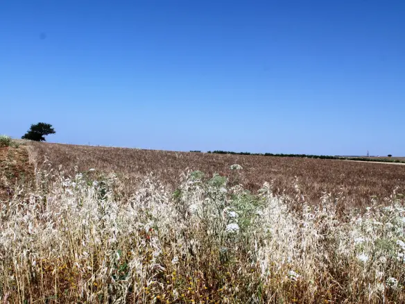 Land In Nea Propontida, Greece