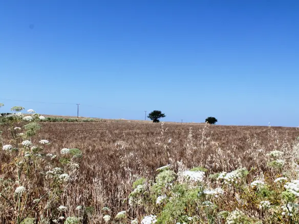 Land In Nea Propontida, Greece