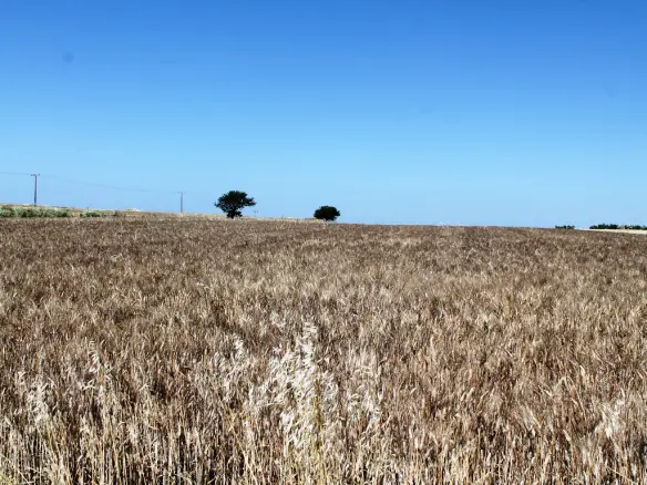 Land In Nea Propontida, Greece