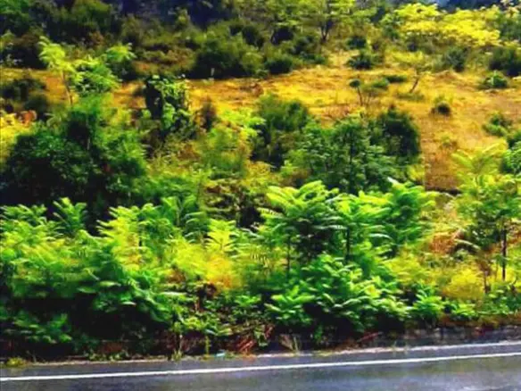 Land In Veroia, Greece