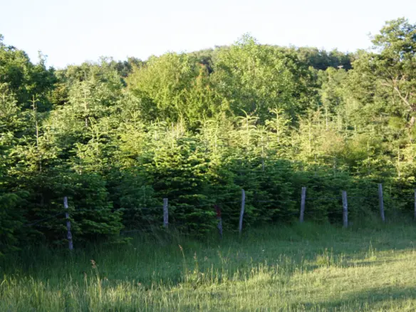 Land In Poligiros, Greece