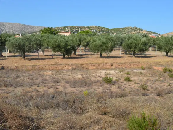 Land In Anavissos, Greece