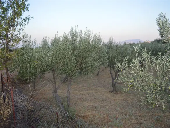 Land In Koropi, Greece