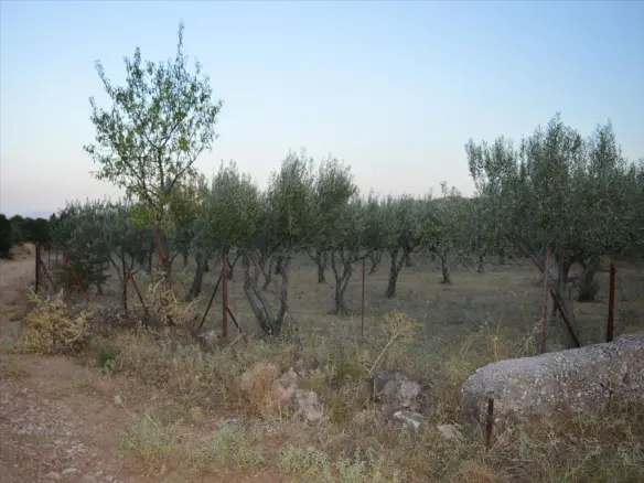 Land In Koropi, Greece