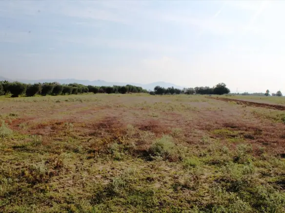11600 M² Plot Available In Thessaloniki Suburbs