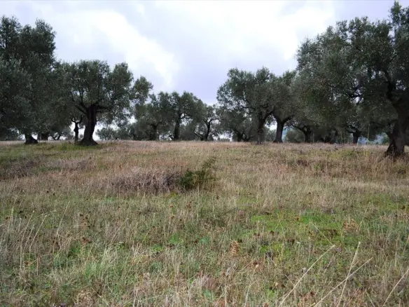 Land In Kassandra, Greece
