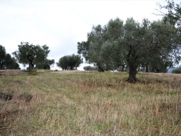 Land In Kassandra, Greece