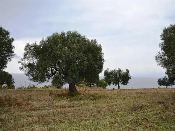 Land In Kassandra, Greece