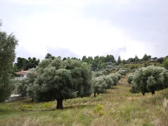 Land In Kassandra, Greece