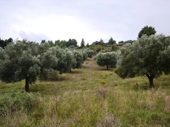 Land In Kassandra, Greece