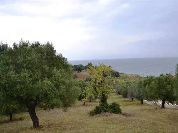 Land In Kassandra, Greece