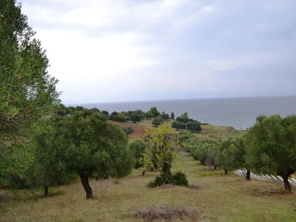 Land In Kassandra, Greece