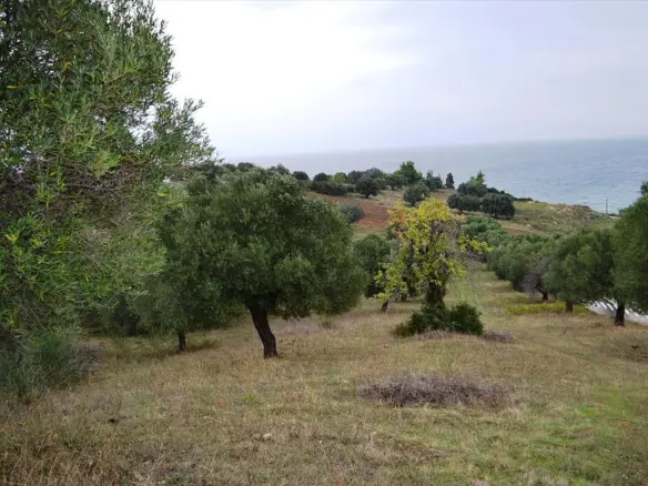 Land In Kassandra, Greece