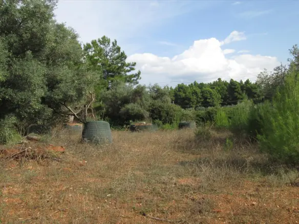 Land In Sithonia, Greece
