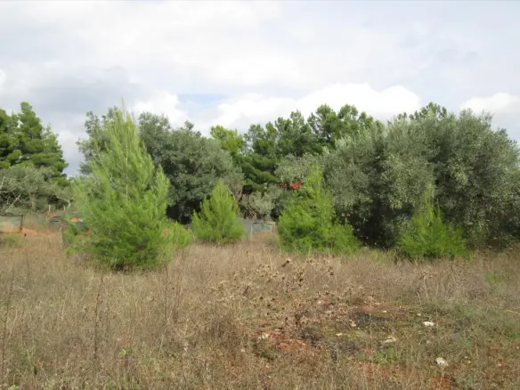 Land In Sithonia, Greece